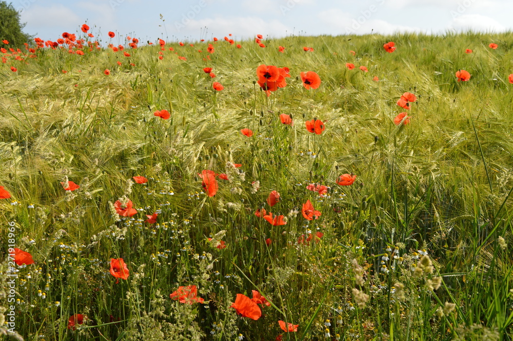 Fototapeta premium Anfang Sommer. Mohnblumen auf den Kornfeldern