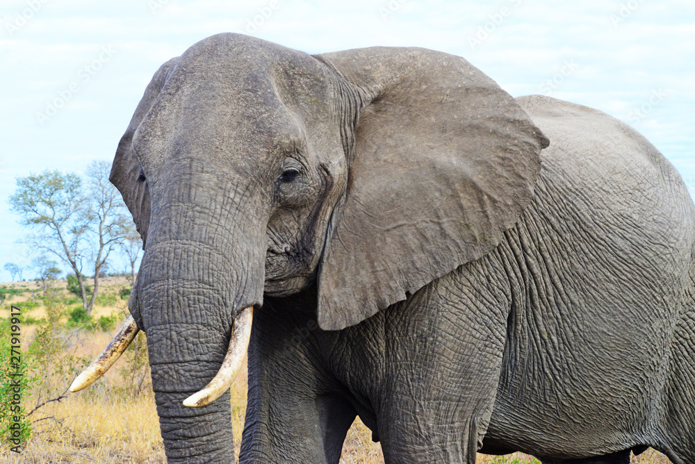 Obraz premium African Elephant (loxodonto africana)