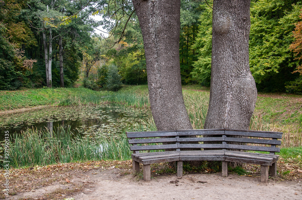 Old weathered wood benches with calm pond water background. Two big tree trunks on bank of small overgrown pond. Landscape of Sofiyivsky Park in Uman Ukraine. Tranquil scene in Sofievka Uman park 