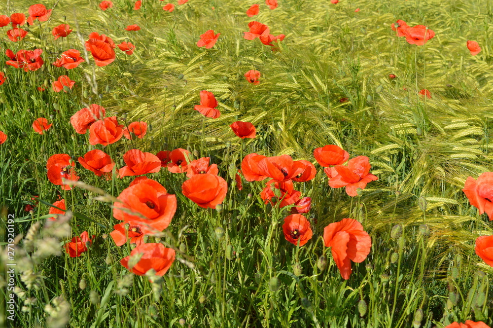 Anfang Sommer. Mohnblumen auf den Kornfeldern Anfang Sommer. Mohnblumen auf den Kornfeldern