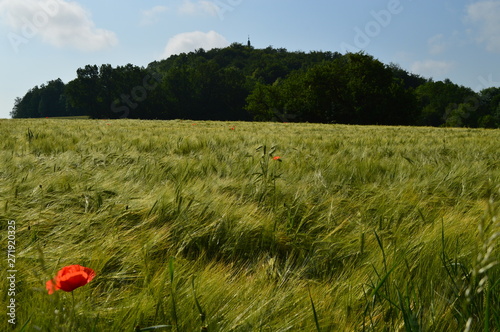 Anfang Sommer. Mohnblumen auf den Kornfeldern