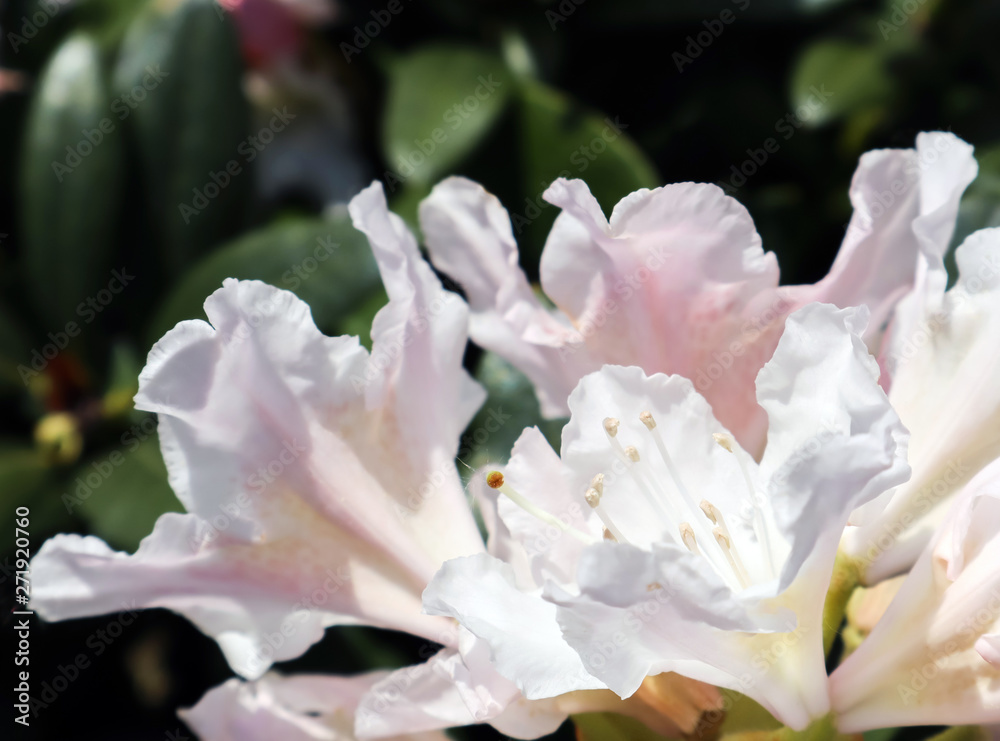 Blooming beautiful white flower of Rhododendron Cunningham's White in spring garden. Gardening concept. Floral background Blooming beautiful white flower of Rhododendron Cunningham's White in spring garden. Gardening concept. Floral background