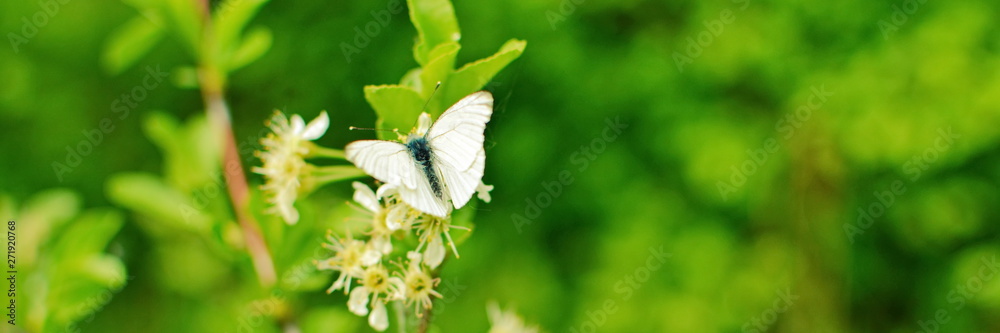 Summer green blurred bright background with Beautiful nature scene butterfly on white flower of cherry blossoming branch in sunlight. Colorful Wide angle panorama for floral Wallpaper or Web banner