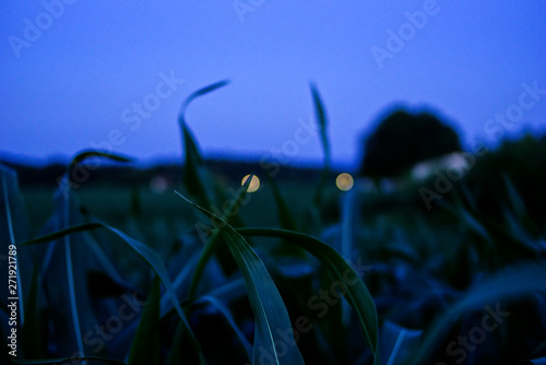 Outdoor Evening