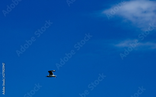 Flying Seagull