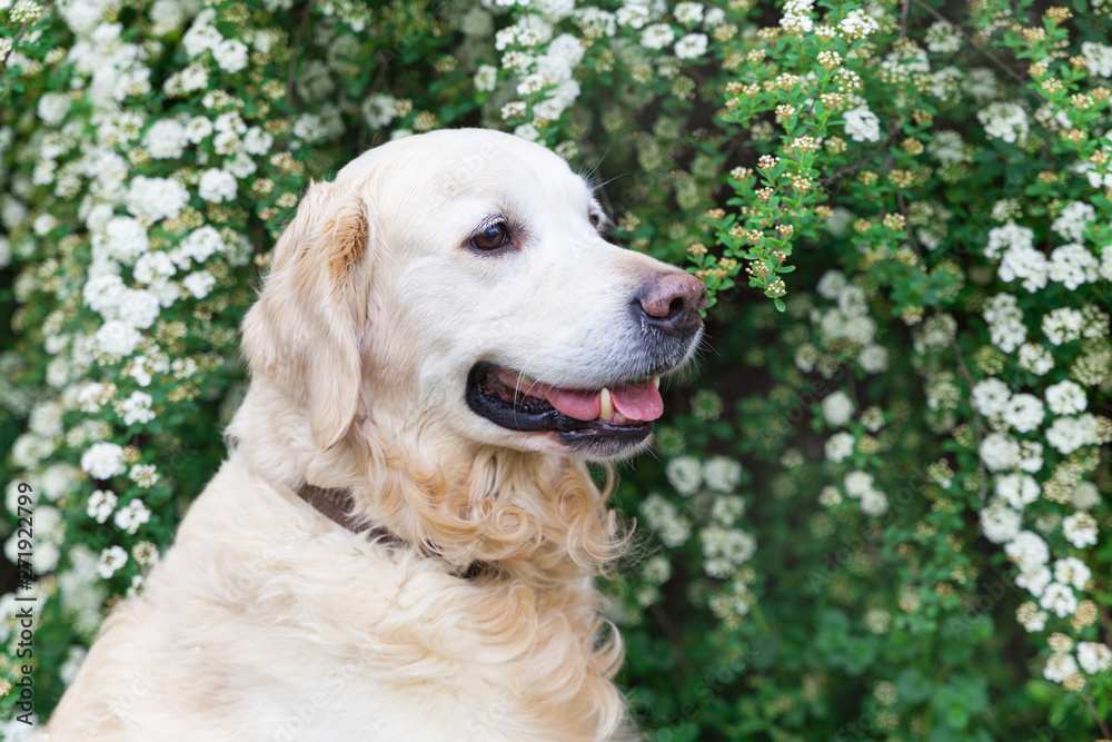 Happy lovely young golden retriever dog. Happy lovely young golden retriever dog.