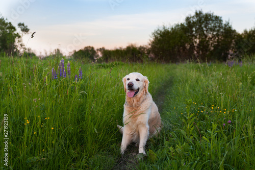 Happy smiling golden retriever puppy dog in the purple lupine flowers meadow in sunny summer morning. Pets care and happiness concept. Copy space background.