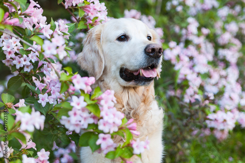 Happy smiling golden retriever puppy dog in the purple lupine flowers meadow in sunny summer morning. Pets care and happiness concept. Copy space background.