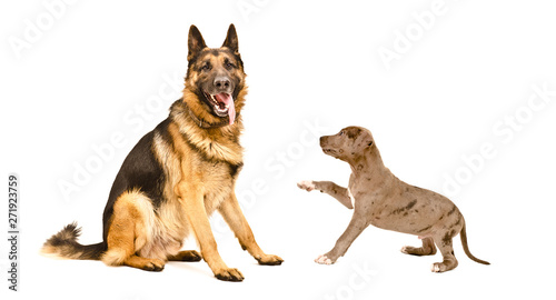 German Shepherd dog and a pit bull puppy isolated on white background