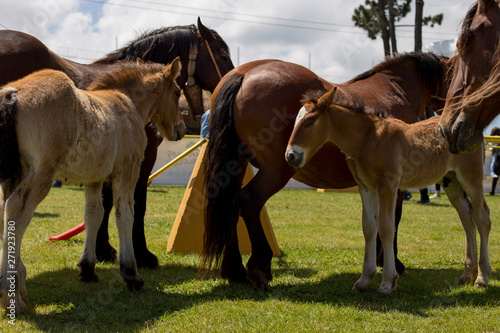Two foals and mares