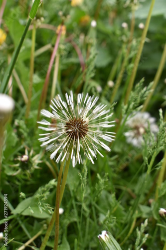 white dandelion after the rain