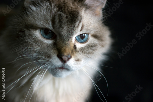 Schilderij op canvas Amazing blue-eyed cat staring intently on black background isolated
