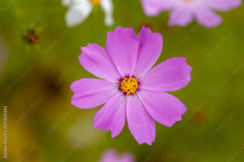 Kosmeya. Flowers with pink petals, on a green background. Kosmeya. Flowers with pink petals, on a green background.