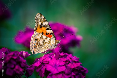 Vanessa cardui butterfly color flowers macro insect