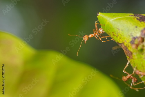 Close-up red ant guarding the nest with green nature blurred background.