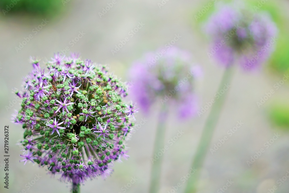 Obraz premium Verblüht Allium