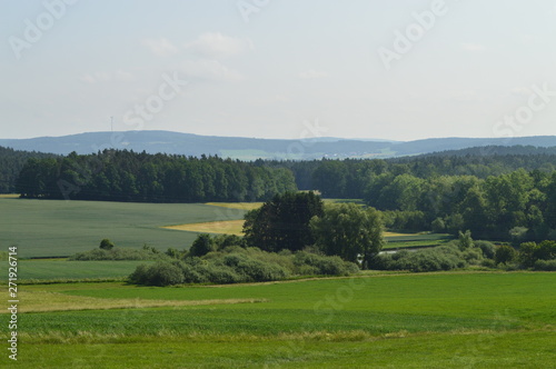 Anfang Sommer. Mohnblumen auf den Kornfeldern
