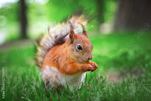 Funny red squirrel in park at a sunny day eating nuts © Masarik