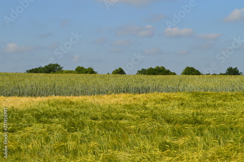 Anfang Sommer. Mohnblumen auf den Kornfeldern