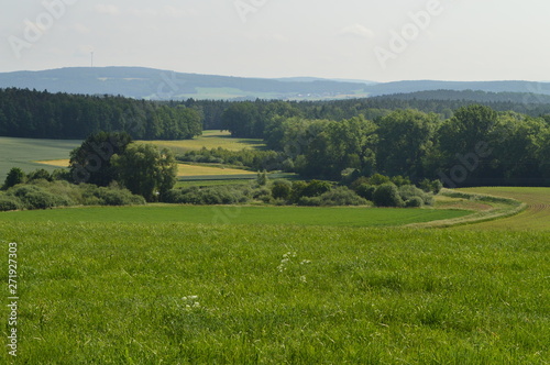 Anfang Sommer. Mohnblumen auf den Kornfeldern