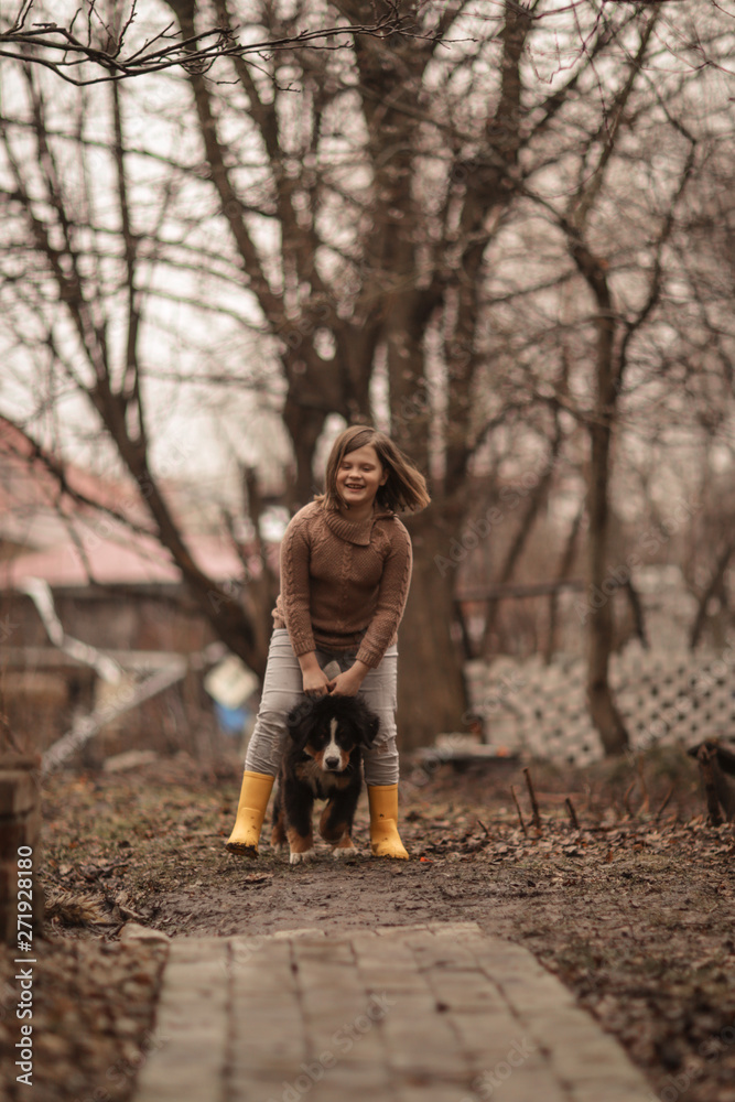 Fototapeta premium Bernese Mountain Dog puppy runs and jumps with kid