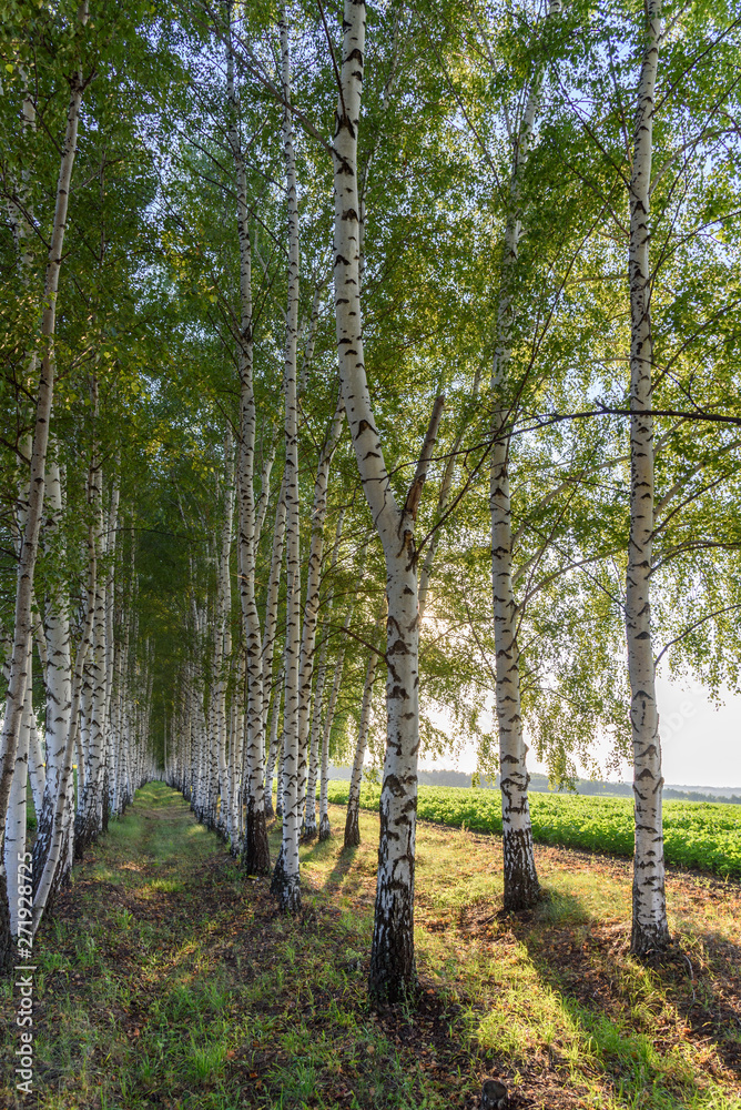 Birch Grove on a summer day, Russia Birch Grove on a summer day, Russia