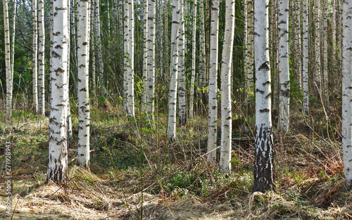Fototapeta Naklejka Na Ścianę i Meble -  White birch trees in bright sunshine