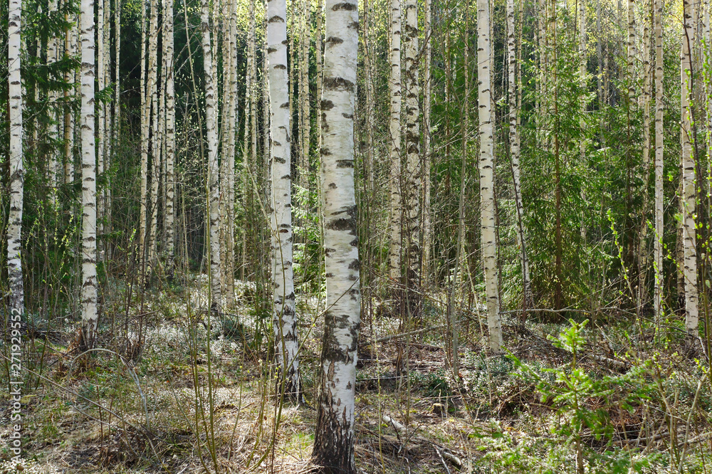 Fototapeta premium White birch trees in bright sunshine
