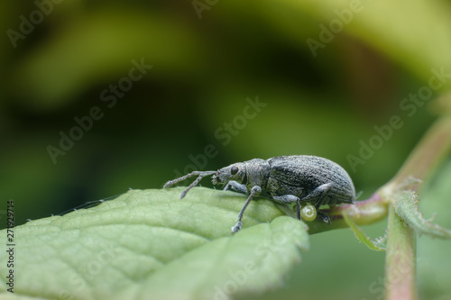 A small black beetle with white hairs sits on a green leaf on a green background. Macro photography of insects  selective focus  copy space.