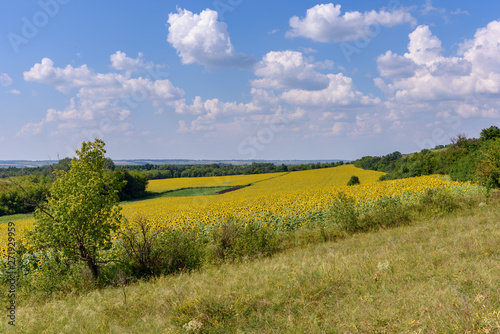 Field of sunflowers on a hot summer day outside the city