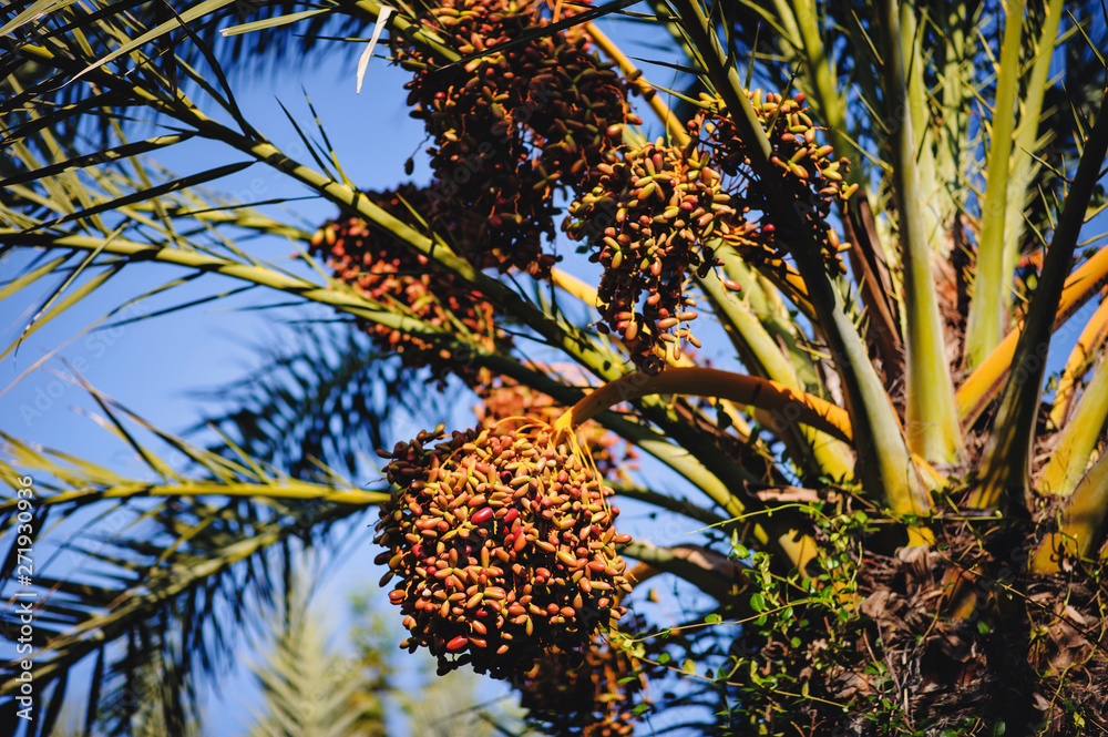 Dates fruit ripen on the tree. Palm Tree with date fruits..Turkey. Dates fruit ripen on the tree. Palm Tree with date fruits..Turkey.