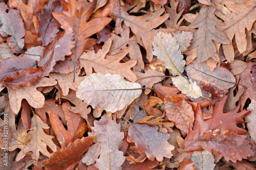 Abstract composition with oak leaves and mud. Autumn concept. Autumnal background © joserpizarro