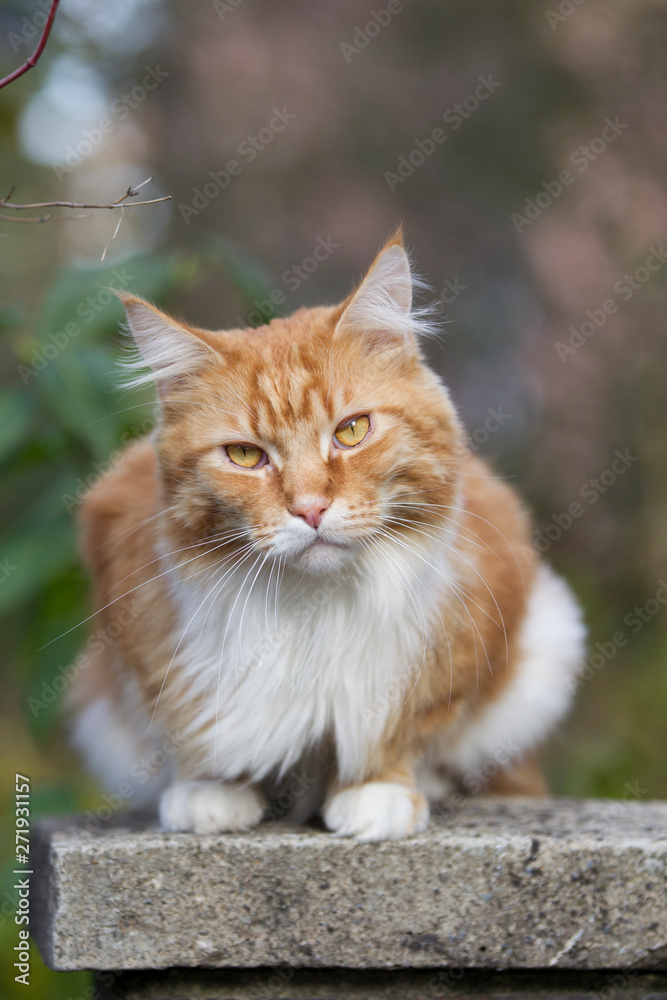 roter Maine-Coon-Katzer im Garten roter Maine-Coon-Katzer im Garten