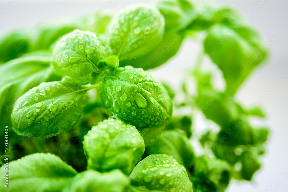 Fresh growing basil with water drops Fresh growing basil with water drops