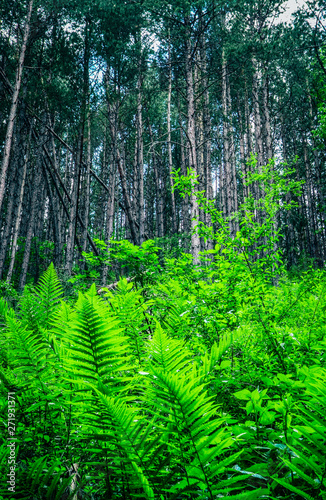 Fototapeta Naklejka Na Ścianę i Meble -  Green fern frond bushes in pine tree forest. Mystical woods landscape, summer time.