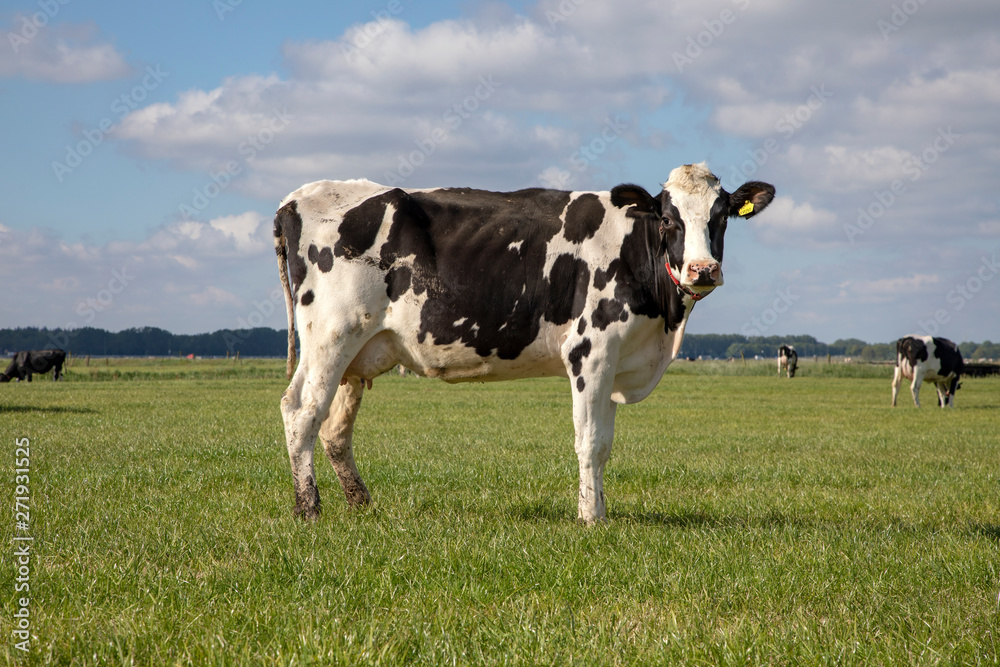 Black pied cow, friesian holstein, in the Netherlands, standing on green grass in a meadow, pasture, at the background a few cows, blue sky.