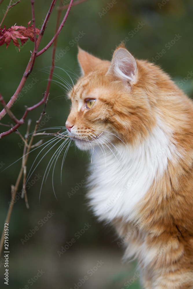 roter Maine-Coon-Katzer im Garten roter Maine-Coon-Katzer im Garten