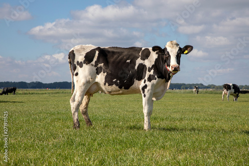 Black pied cow, friesian holstein, in the Netherlands, standing on green grass in a meadow, pasture, at the background a few cows, blue sky.