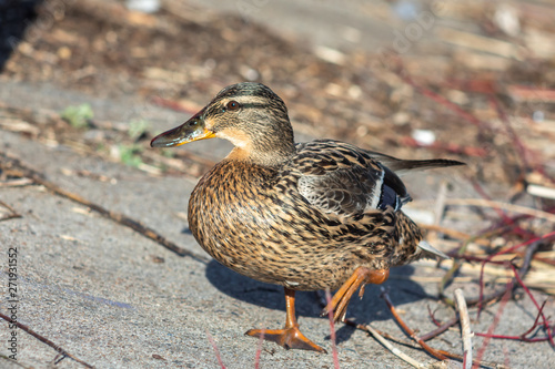 Slika na platnu A brown duck stands along the shore