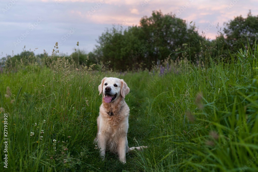 Happy smiling golden retriever puppy dog in the green grass meadow in sunny summer evening. Pets care and happiness concept. Copy space background. Happy smiling golden retriever puppy dog in the green grass meadow in sunny summer evening. Pets care and happiness concept. Copy space background.