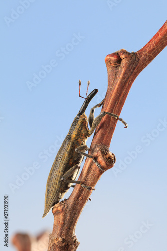 Weevil beetle climbing on tree twig