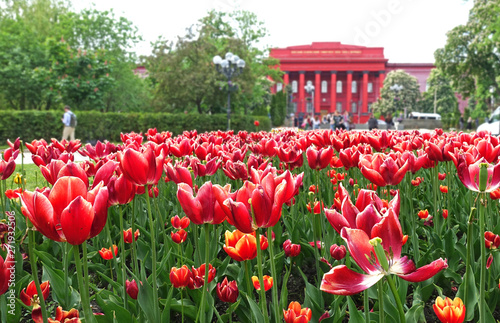 tulips on the background of the Kiev University