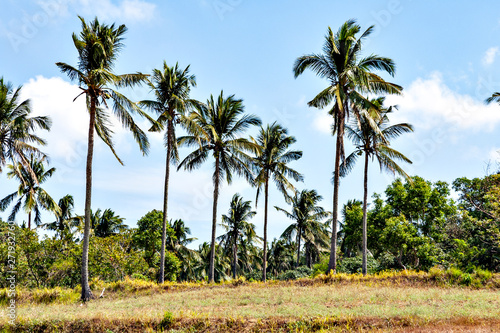 Coconut palm in the Philippines