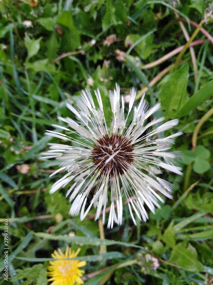 Fototapeta premium white dandelion after the rain