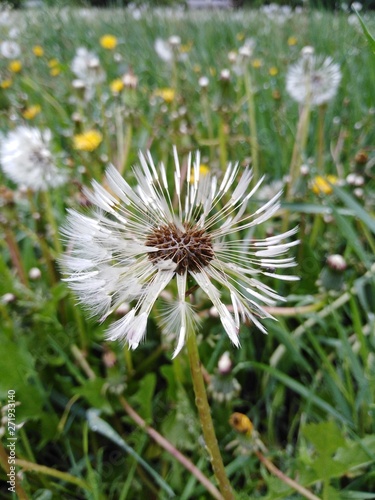 white dandelion after the rain