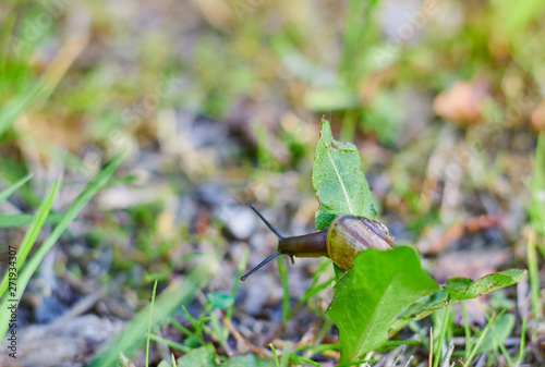 snail in shell crawling on the green grass, summer day in the garden