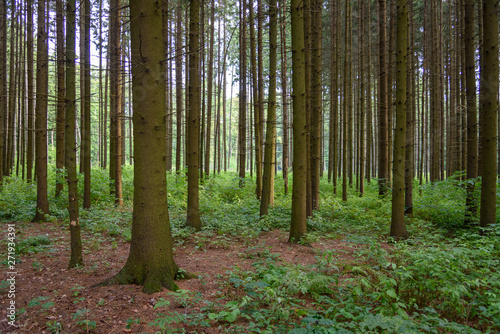 Fototapeta Naklejka Na Ścianę i Meble -  Woodland outside the city - Coniferous trees in the forest