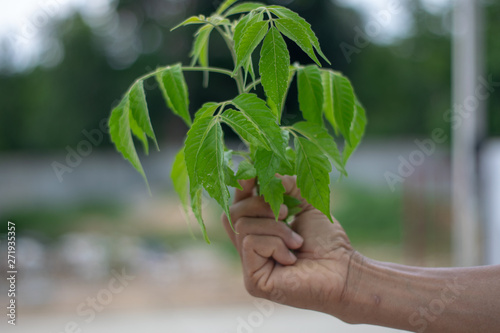 The hand is holding a green tree. Behind the natural image.