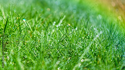 Morning dew. Fresh green grass with dew drops and rainbow, closeup.