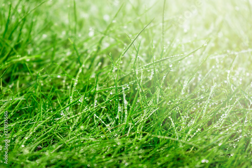Morning dew. Fresh green grass with dew drops closeup.
